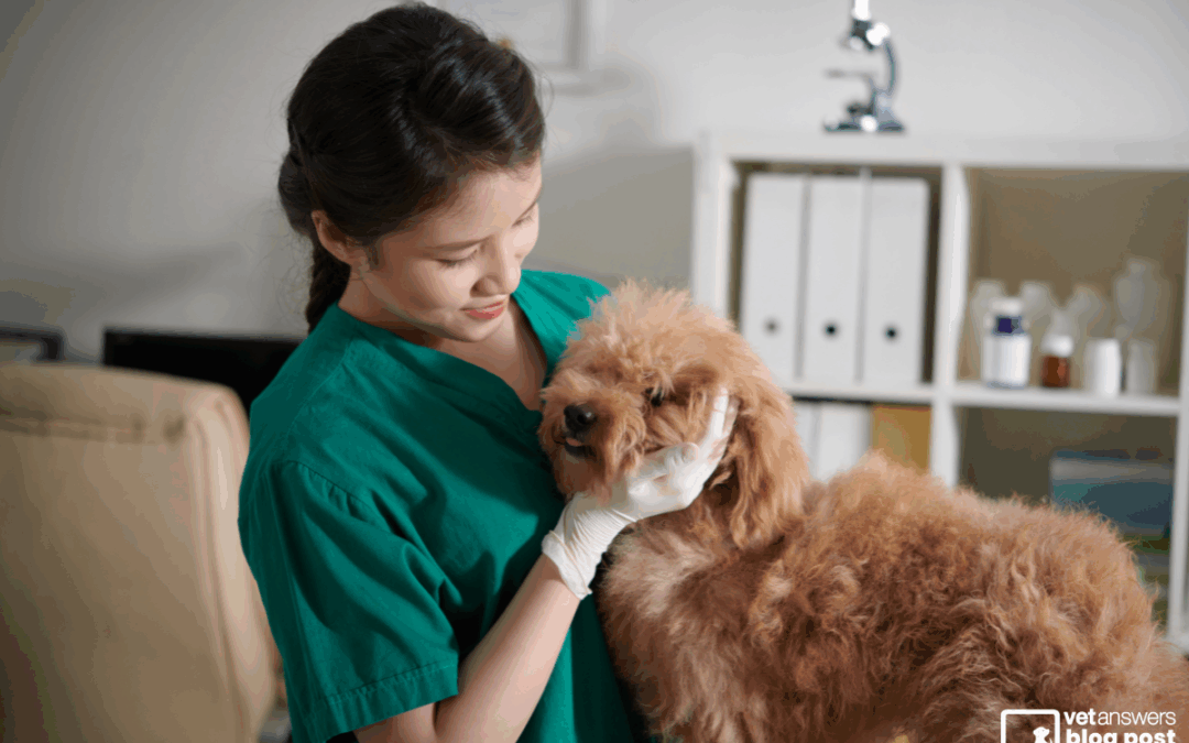 Advanced veterinary nursing certificates: What are the benefits of further qualifications for veterinary nurses?